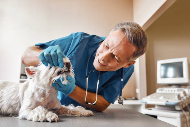 , PA Emergency Dental Service Company